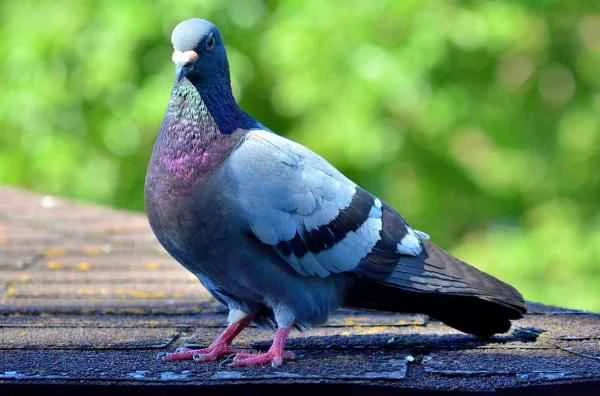 Tipos de palomas - Paloma bravía