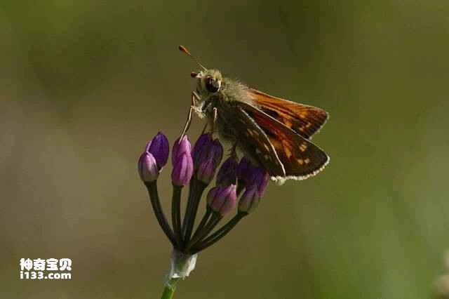 Ten common butterfly species in daily life