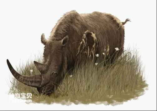 Morphological characteristics and lifestyle of the Tibetan woolly rhinoceros