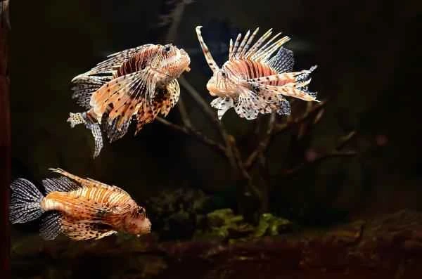 Lionfish: Characteristics and Information of This Invasive Species - Are Lionfish Poisonous?