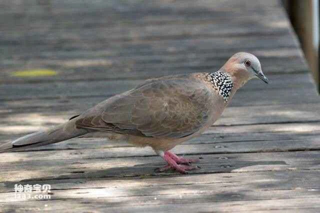 The habits and characteristics of the cuckoo