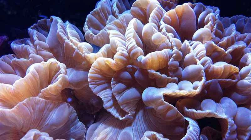 Fox Coral Close-up Macro