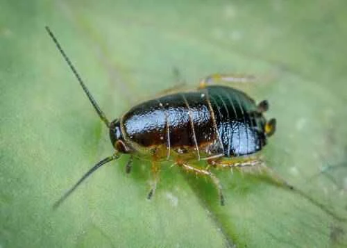 What animals eat cockroaches? Cockroach predators in nature.