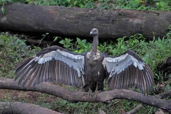 Animales de la India - Buitre bengalí o Gyps bengalensis