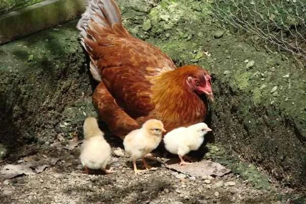 Animals bípedos: definición and ejemplos - Gallina (Gallus gallus domesticus)