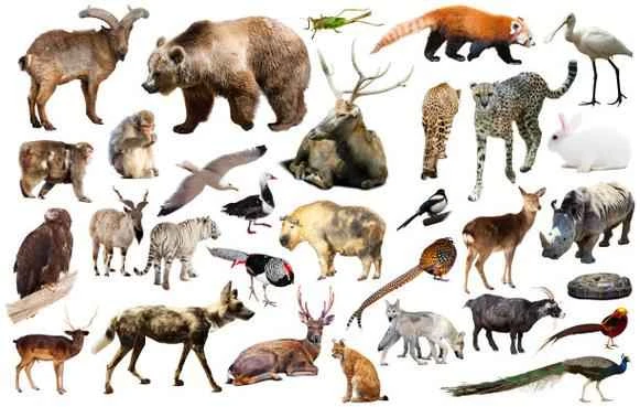 What animals can't see green? Unveiling the secrets of animal vision.