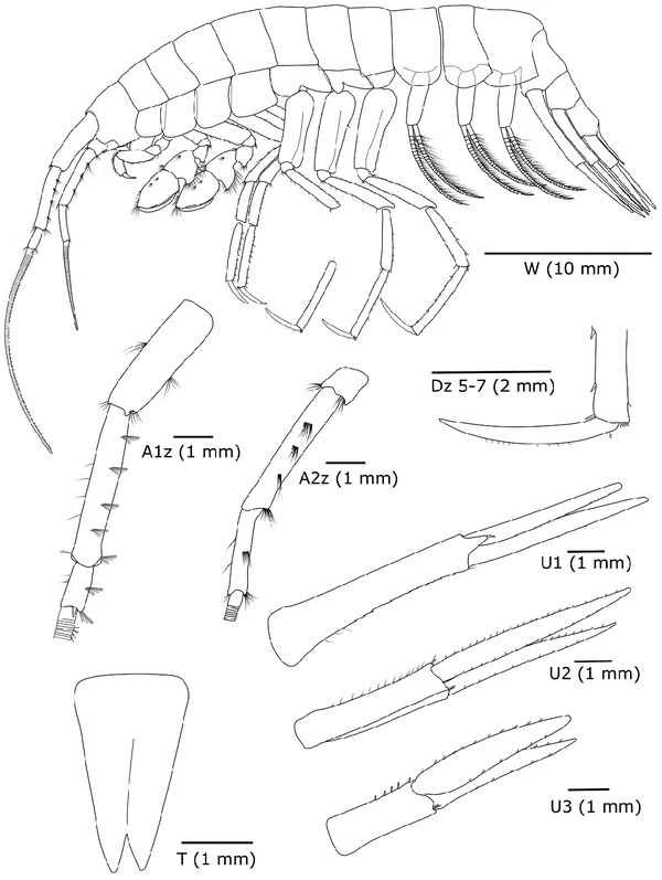 Dulcibella_camanchaca-novataxa_2024-Weston_Gonzalez_ (1).jpg