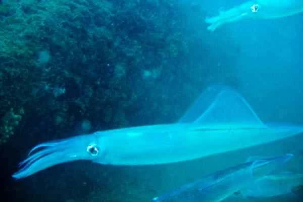 Types of Squid - Common Squid