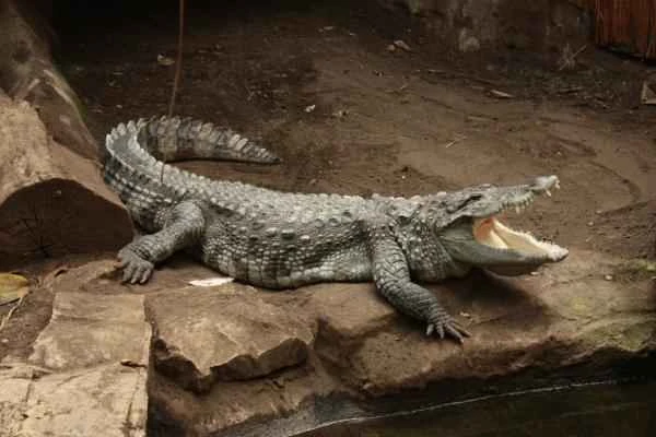 The endangered swamp crocodile is in a vulnerable state.