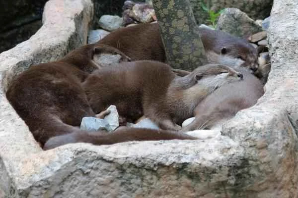 Tipos de nutrias - Nutria lisa (Lutrogale perspicillata)