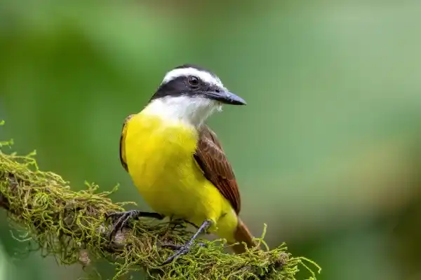 2025072334787130.webp 6.webp