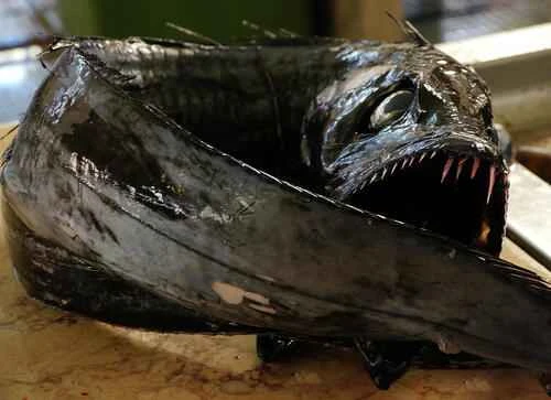 Deep-sea fish: amazing marine life