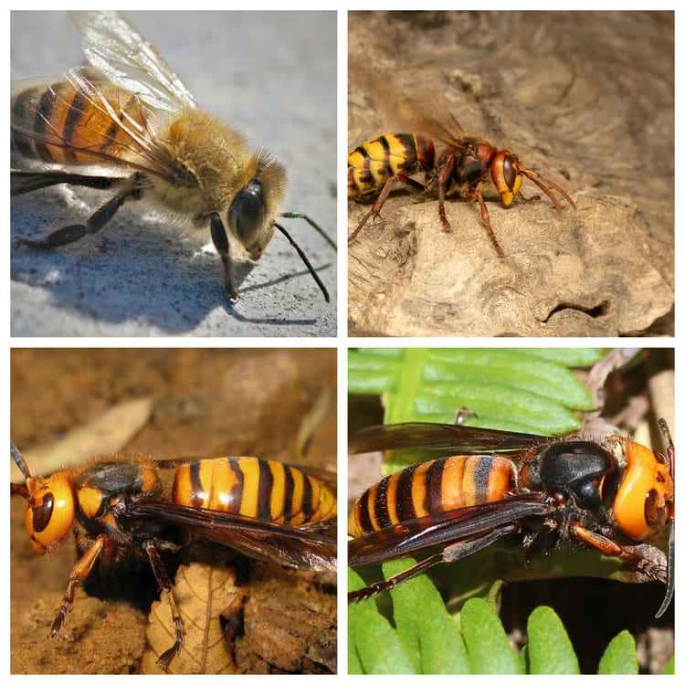 The ten most venomous bees in the world