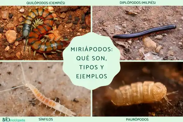 Myriapods: What they are, types, and common examples