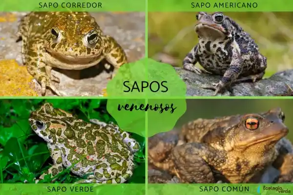 Poisonous Toads: Species and Characteristics Explained