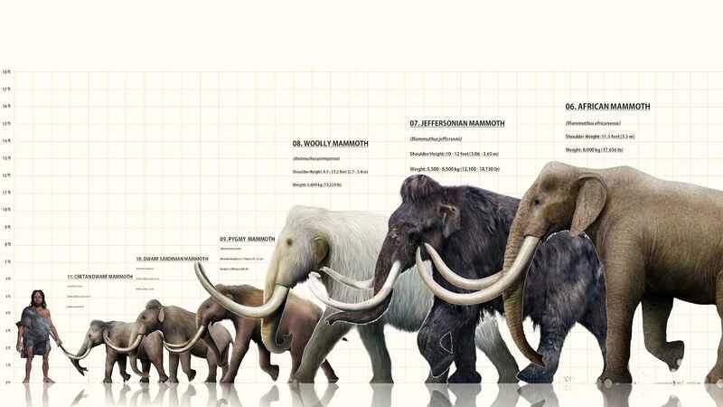 The ten most extinct ancient elephants