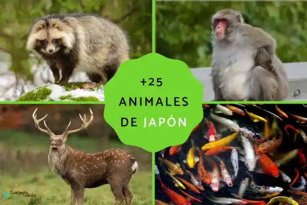 Japanese Animal Guide: 10+ Representative Species (Name, Characteristics, Distribution, and Highlights)