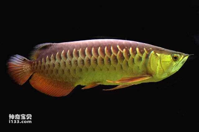 The world's ten most expensive fish