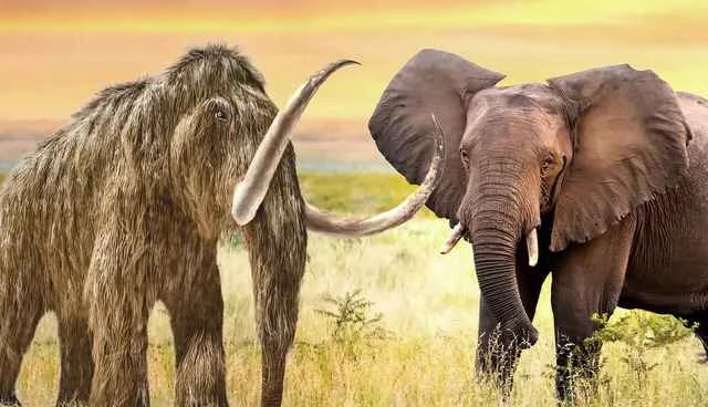 Which mammoth and elephant species are the most recent common ancestor?