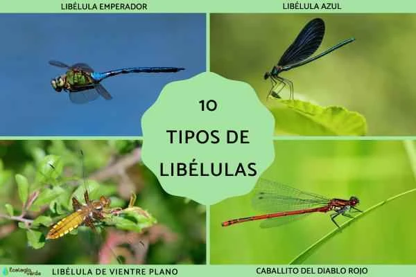 Names and pictures of 10 types of dragonflies