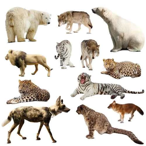 Wildlife Species and Proportions: Unveiling the Diversity of Life on Earth