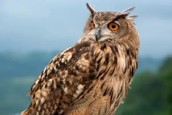 Eagle Owl (Bubo bubo): Physical characteristics, habitat, diet, behavior, breeding and conservation status