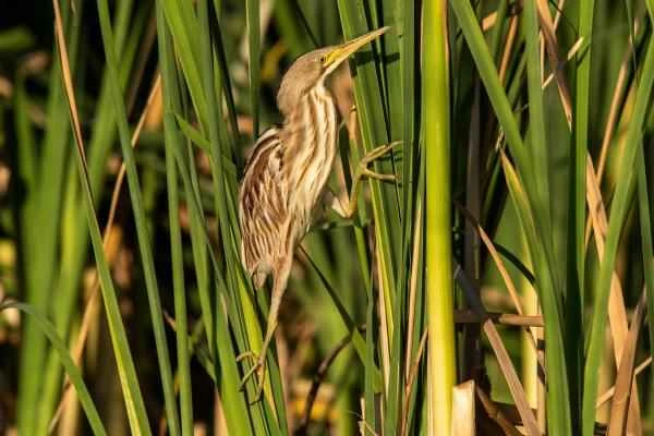 Wading birds: What are they and examples - Striped Mirasol
