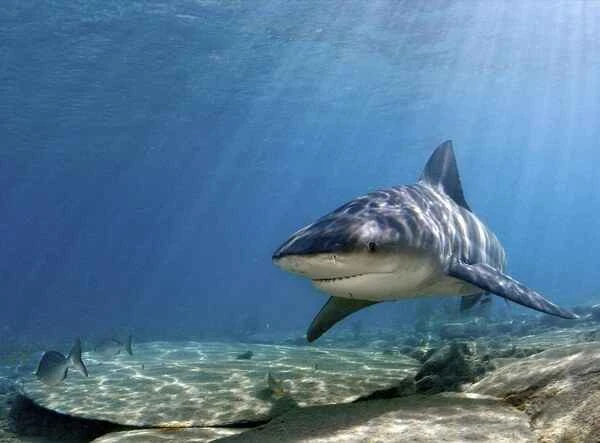 The world's ten most terrifying sharks