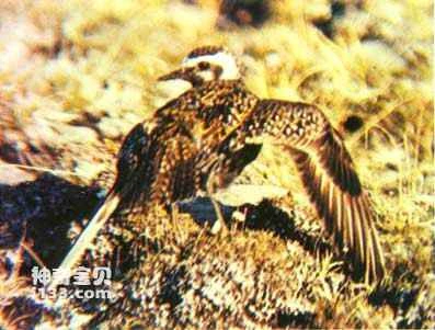Golden Plover's Living Habits