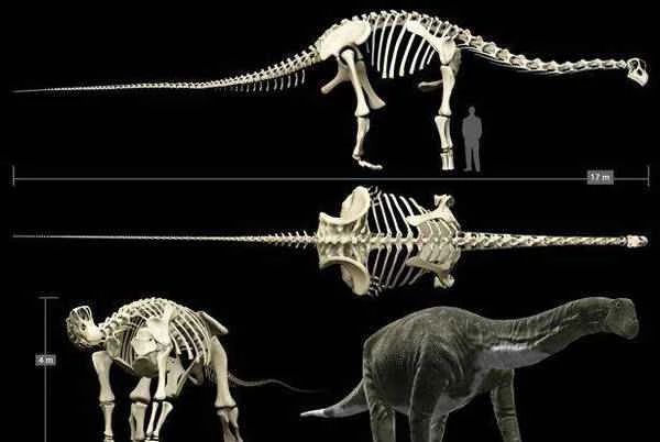 How big were dinosaurs? Why were dinosaurs able to grow so big?