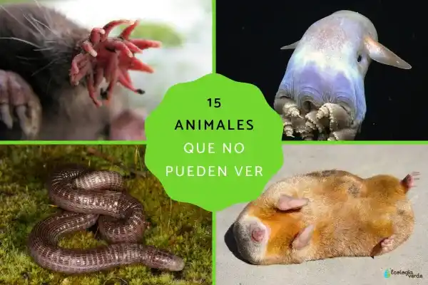 15 Animals Born Blind: Miracles of Adapting to a Dark World