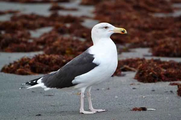 Types of gulls - Great black-backed gull (Larus marinus)