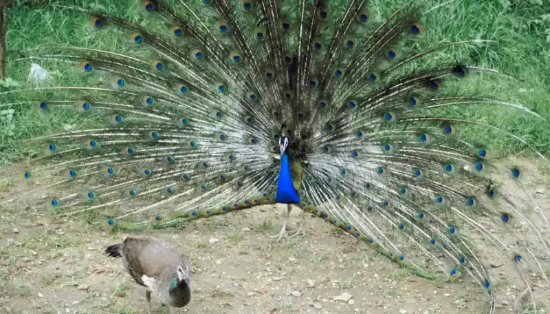 The difference between a peacock and a female peacock: A guide to peacocks.