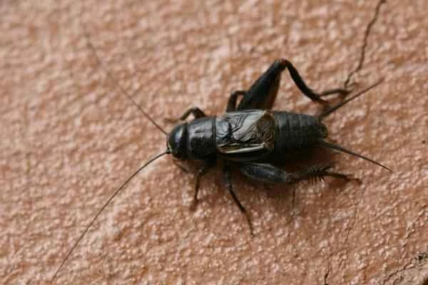 Tipos de grillos - Grillo de campo negro (Teleogryllus commodus)