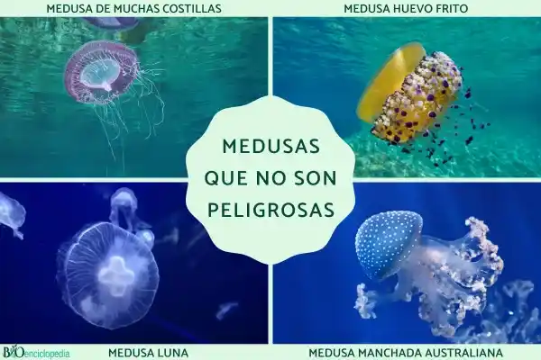 Jellyfish that "don't sting": Which ones are relatively harmless? Why is it said that, strictly speaking, there are no jellyfish that are "completely non-stinging"?