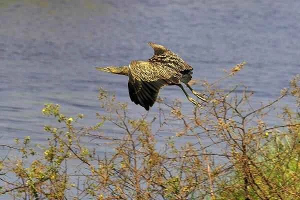 Grey heron species - Great Grey Heron