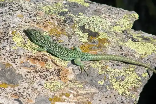 2025073112938595.webp 6.webp