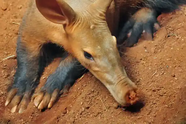 2025071755177066.webp 11.webp