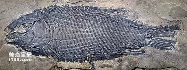 Important discovery and historical evolution of the beautiful white ribbonfish