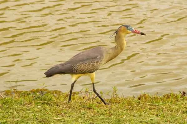 Wading birds: What are they and examples - Chiflón