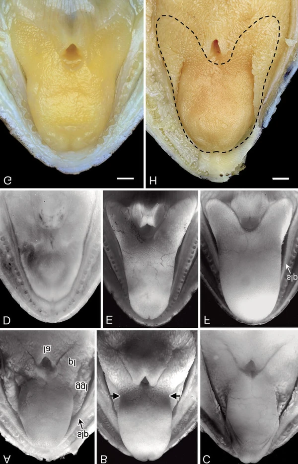 2024112311451255.png 2o.1.png