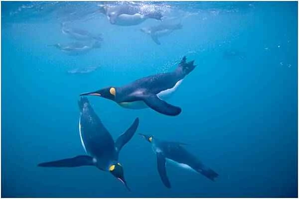 Penguin, the fastest swimming bird on Earth