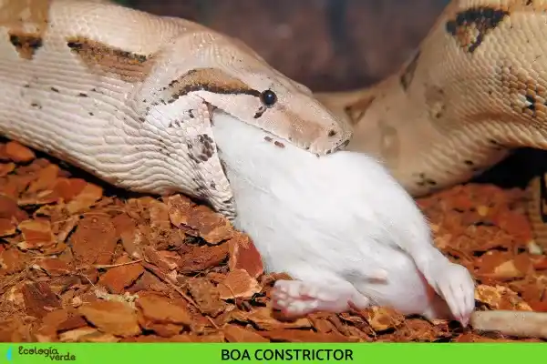 2025072894422967.webp 2.webp