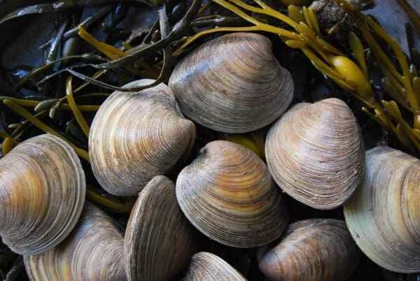 The World's Top Ten Mollusks