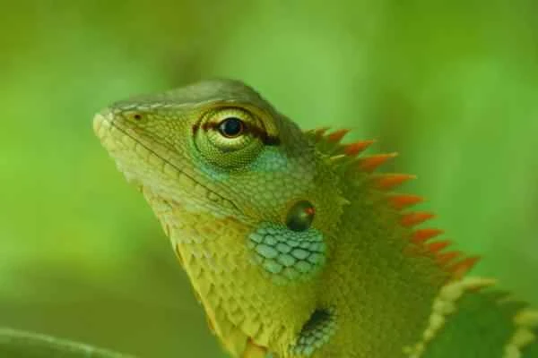 Animals and animals - Lagarto Verde Común de Bosque (Calotes calotes)