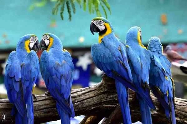 The 5 most common parrots in Florida: an identification guide and where to see them