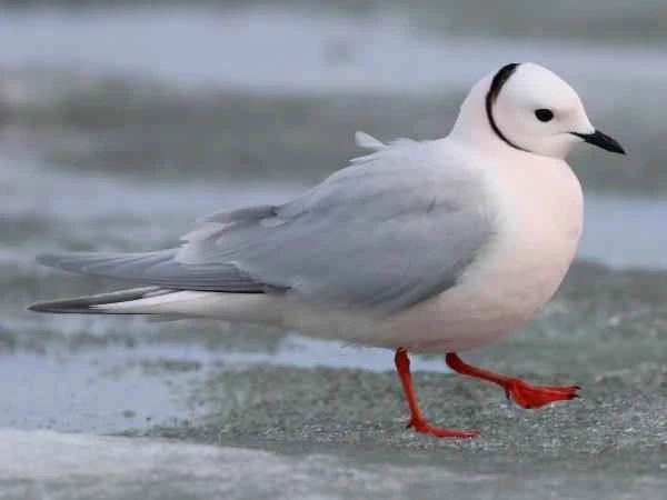 Types of gulls - Roseate gull (Rhodostethia rosea)