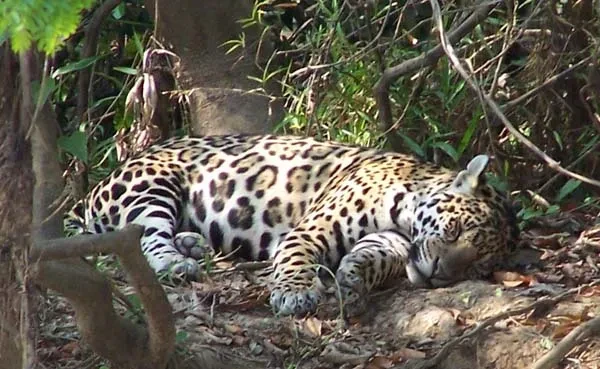 Exploring the Sleeping Habits of Jaguars: A Comprehensive Insight
