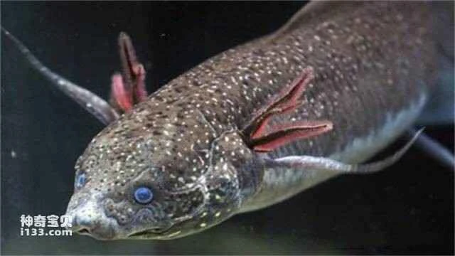 Who are the ancestors of tetrapods?