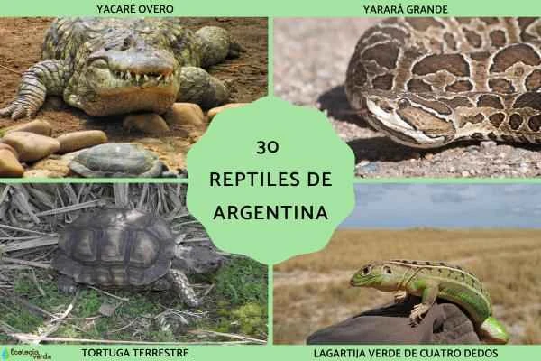 30 representative reptiles of Argentina and their scientific introduction (comprehensive species list)
